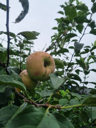 정민지호맘님의 고추 · 영농일지 작성글 사진
