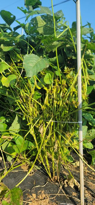 신승철님의 콩 · 영농일지 작성글 사진