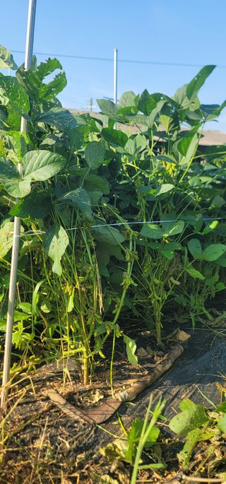 신승철님의 콩 · 영농일지 작성글 사진