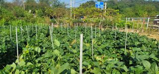 신승철님의 콩 · 영농일지 작성글 사진