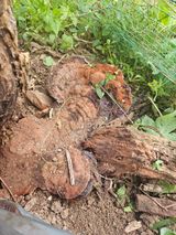 팜모닝 자유주제·자유게시판 게시글 이미지