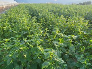 서명석님의 자유주제 · 자유게시판 작성글 사진