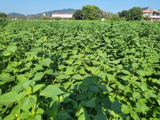 서명석님의 자유주제 · 자유게시판 작성글 사진