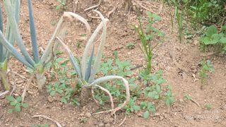 박 승구님의 파 · 병해충상담 작성글 사진