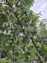 팜모닝 복숭아·자유게시판 게시글 이미지