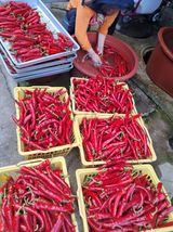 팜모닝 · 게시글 이미지