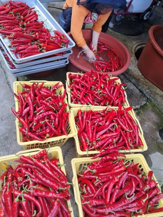 고추들깨이종우님의 작성글 사진