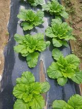 팜모닝 배추·영농일지 게시글 이미지