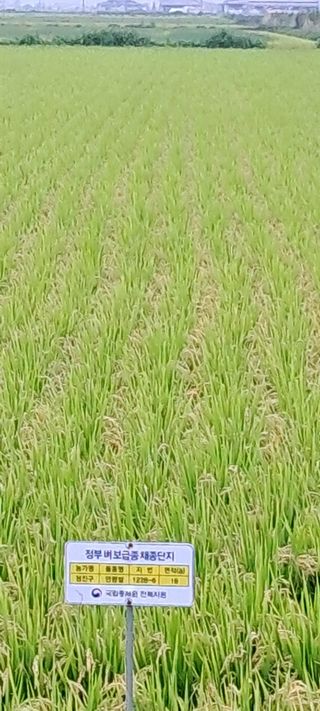 정진구님의 벼 · 영농일지 작성글 사진