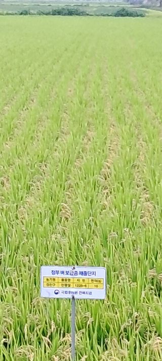 정진구님의 벼 · 영농일지 작성글 사진