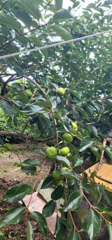 팜모닝 감·영농일지 게시글 이미지