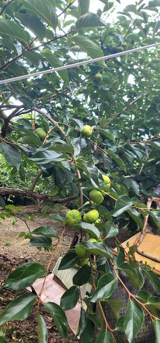 최도경님의 감 · 영농일지 작성글 사진