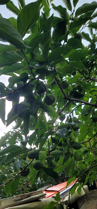 최도경님의 감 · 영농일지 작성글 사진