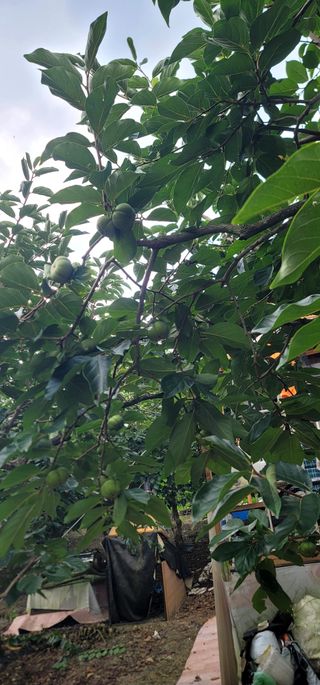 최도경님의 감 · 영농일지 작성글 사진