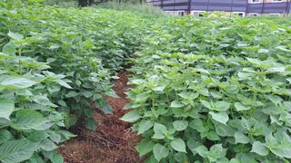 나도농부님의 들깨 · 영농일지 작성글 사진