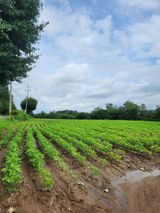 팜모닝 콩·영농일지 게시글 이미지