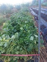 팜모닝 배추·영농일지 게시글 이미지