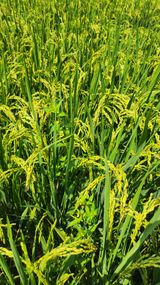 팜모닝 두릅·영농일지 게시글 이미지