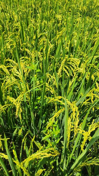 이수봉님의 두릅 · 영농일지 작성글 사진