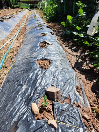 정자형님의 배추 · 영농일지 작성글 사진