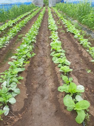 허굴산농장님의 배추 · 영농일지 작성글 사진