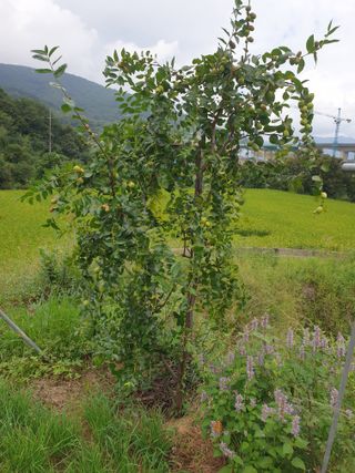 허굴산농장님의 배추 · 영농일지 작성글 사진