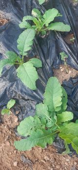 팜모닝 배추·영농일지 게시글 이미지