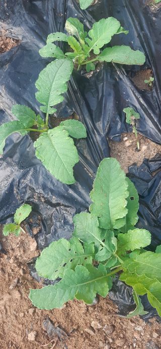 양승숙 (承光)님의 배추 · 영농일지 작성글 사진