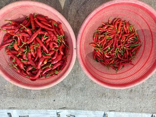 손종철님의 고추 · 영농일지 작성글 사진