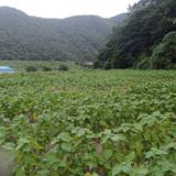 팜모닝 들깨·영농일지 게시글 이미지