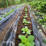 팜모닝 벼·영농일지 게시글 이미지