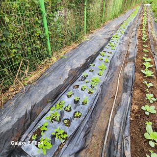 맹태임님의 벼 · 영농일지 작성글 사진