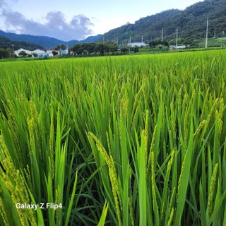 맹태임님의 벼 · 영농일지 작성글 사진