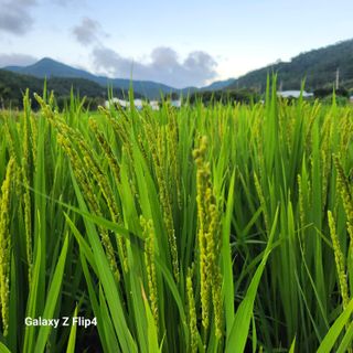 맹태임님의 벼 · 영농일지 작성글 사진