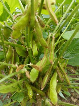 송혁상님의 콩 · 영농일지 작성글 사진