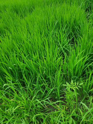 새싹농장님의 배 · 영농일지 작성글 사진