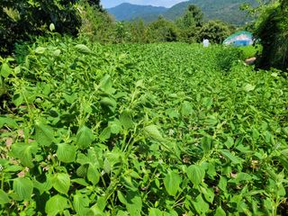 박종섭님의 들깨 · 영농일지 작성글 사진