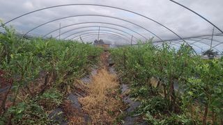 김동만님의 블루베리 · 영농일지 작성글 사진