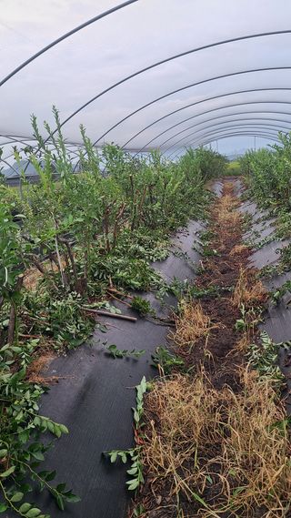 김동만님의 블루베리 · 영농일지 작성글 사진