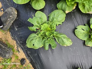 청계닭님의 배추 · 영농일지 작성글 사진