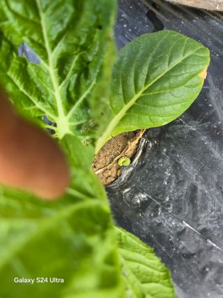 청계닭님의 배추 · 영농일지 작성글 사진