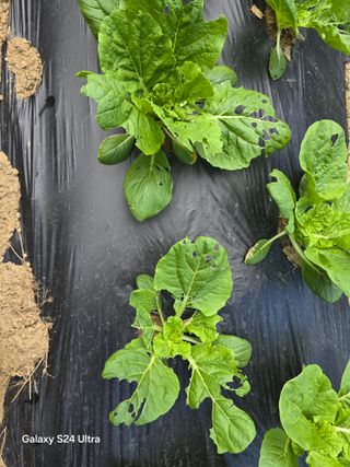 청계닭님의 배추 · 영농일지 작성글 사진