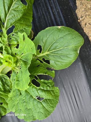 청계닭님의 배추 · 영농일지 작성글 사진