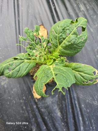 청계닭님의 배추 · 영농일지 작성글 사진