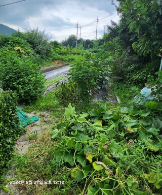 자유인1님의 고추 · 영농일지 작성글 사진