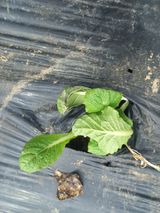 팜모닝 배추·영농일지 게시글 이미지