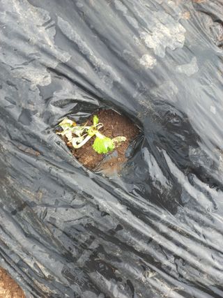 희야님의 배추 · 영농일지 작성글 사진