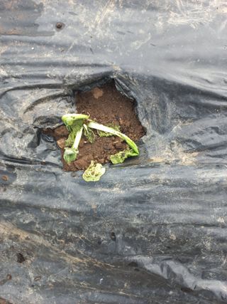 희야님의 배추 · 영농일지 작성글 사진