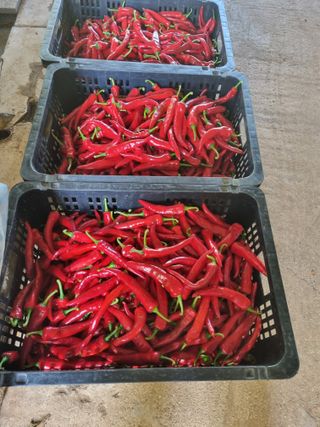 김영일님의 고추 · 영농일지 작성글 사진