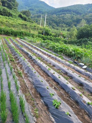 동길니우스님의 고추 · 영농일지 작성글 사진